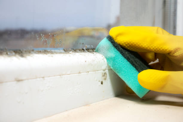 Best Commercial Mold Removal  in Coral Gables, FL