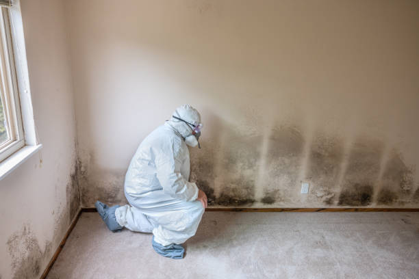 Best Mold Testing  in Coral Gables, FL