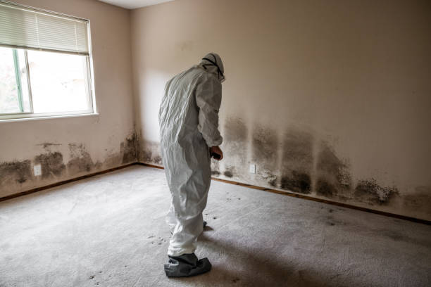 Best Black Mold Removal  in Coral Gables, FL